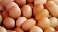 3017188-poster-1280-eggs